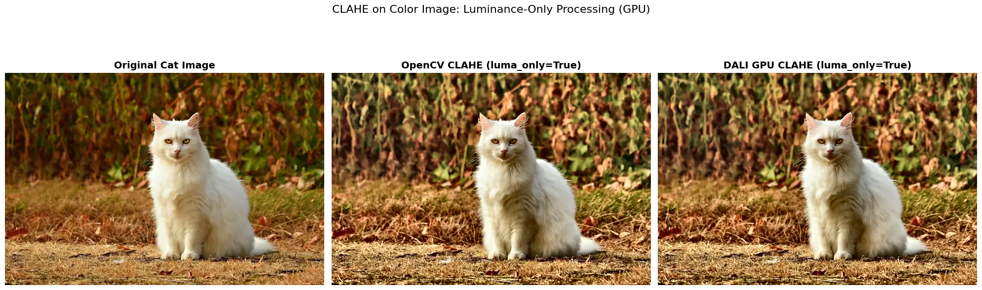 ../../_images/examples_image_processing_clahe_example_24_1.png